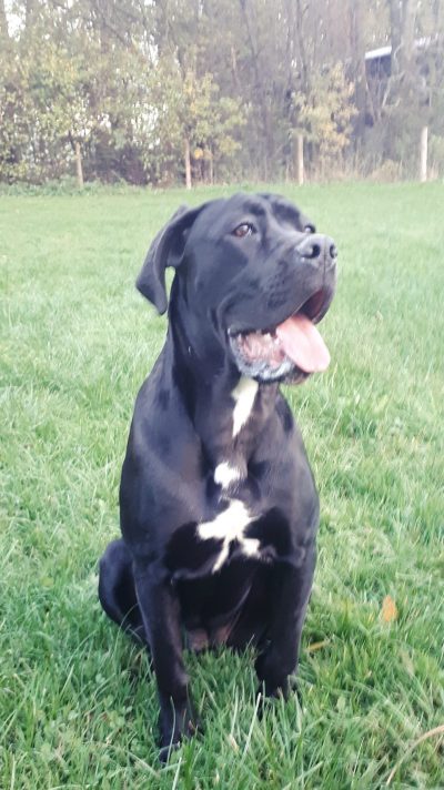 You are currently viewing Cane Corso HAKIRA Corso Doro