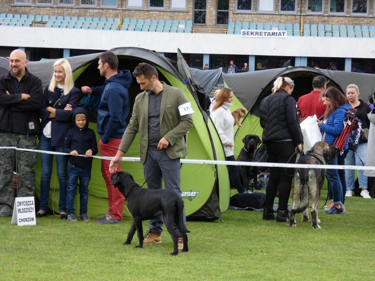 Read more about the article Cane Corso CAC Chorzów