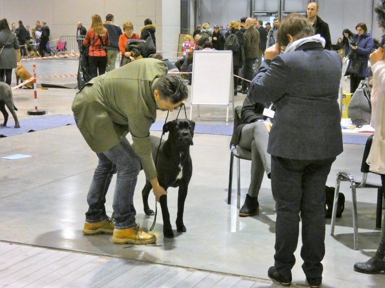 Read more about the article Cane Corso CAC Sosnowiec