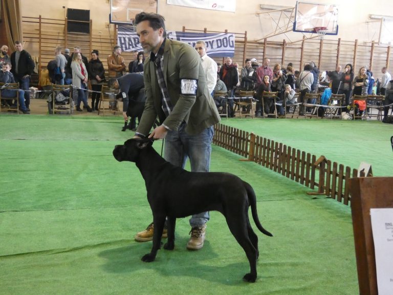 Read more about the article Cane Corso CAC Jarosław