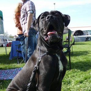 Cane Corso CAC Racibórz