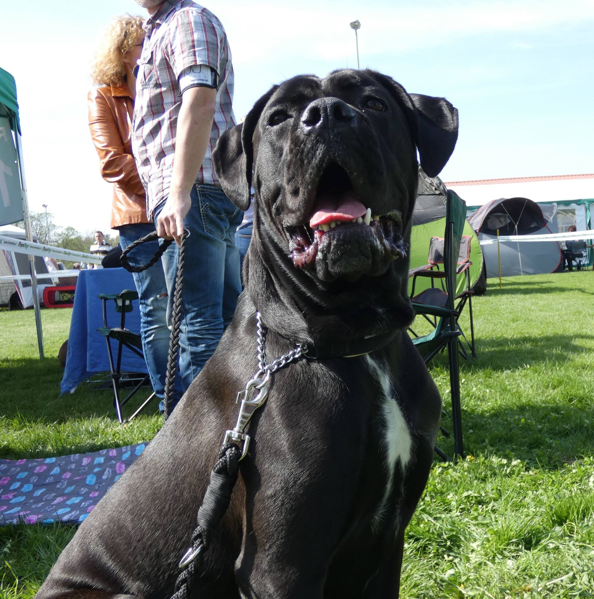 You are currently viewing Cane Corso CAC Racibórz