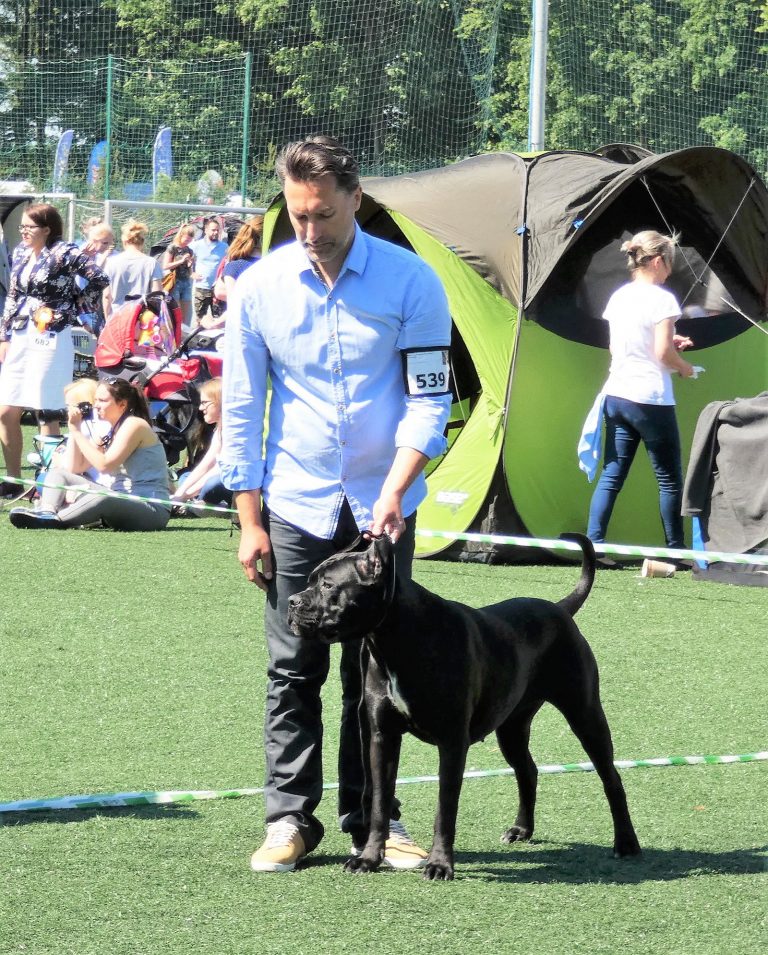 Read more about the article Cane Corso CACIB Łódz