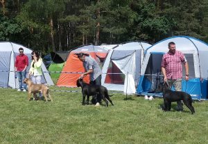 Cane Corso CACIB Rzeszów