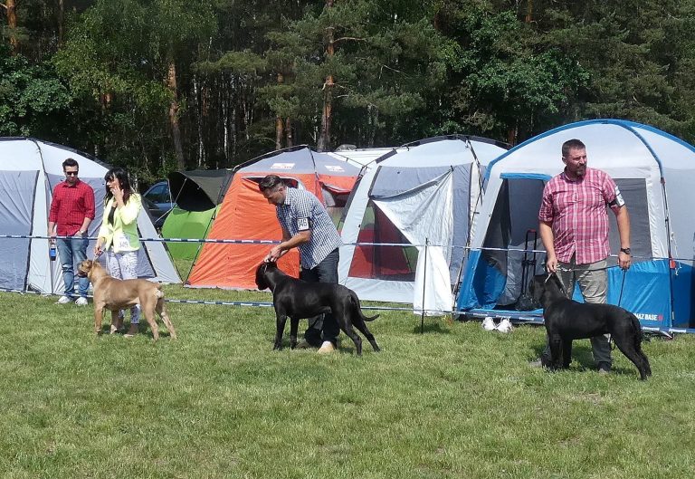 Read more about the article Cane Corso CACIB Rzeszów