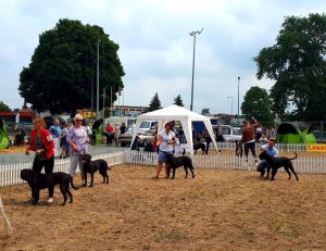 Cane Corso CACIB Leszno