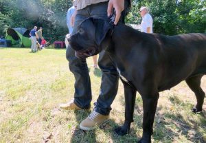 Cane Corso CACIB Kraków