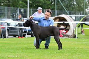 Read more about the article Cane Corso CAC Nowy Targ