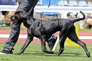 Cane Corso CACIB Częstochowa