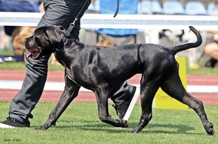 Read more about the article Cane Corso CACIB Częstochowa