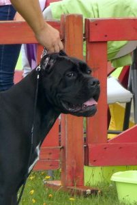 Cane Corso CACIB Zakopane