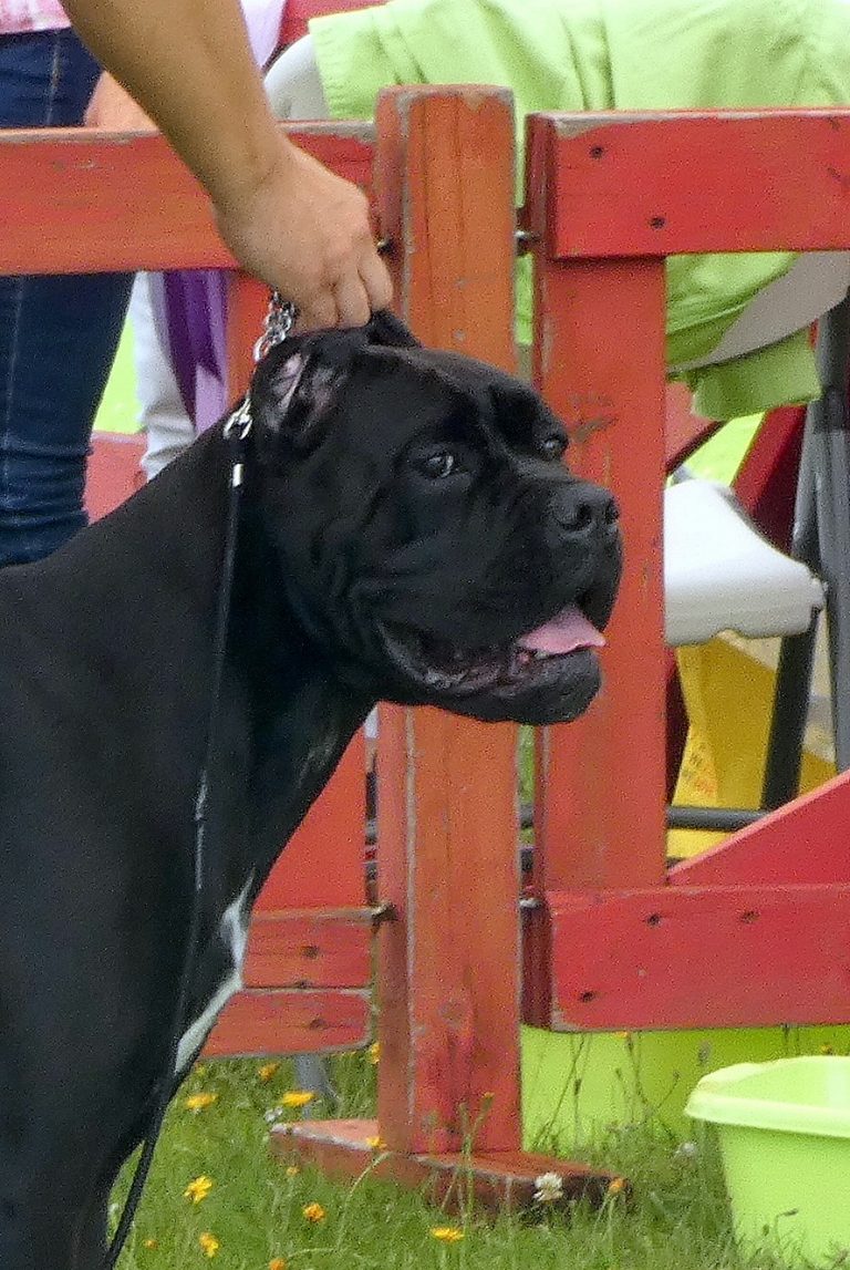 Read more about the article Cane Corso CACIB Zakopane