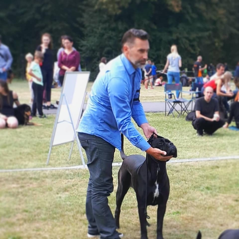 You are currently viewing Cane Corso CAC Chorzów