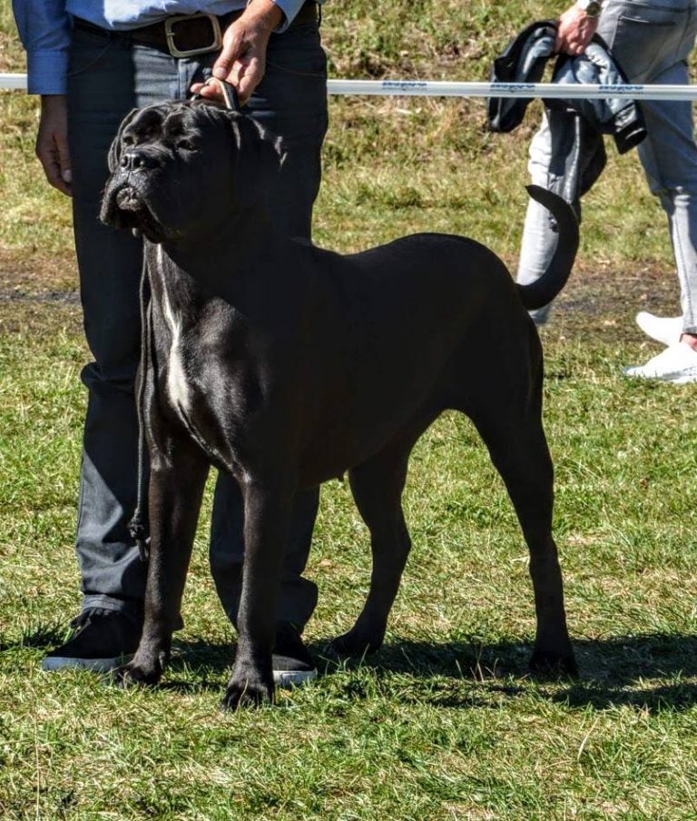 Read more about the article Cane Corso CACIB Wrocław