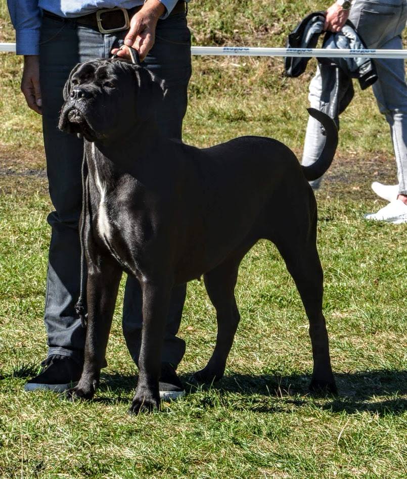 You are currently viewing Cane Corso CACIB Wrocław