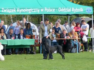 Read more about the article Cane Corso CAC Rybnik