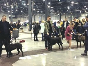 Read more about the article Cane Corso CACIB Katowice