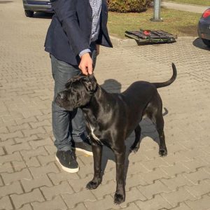 Cane Corso CAC Jarosław