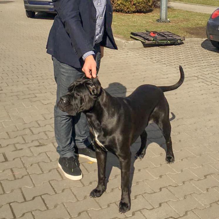 Read more about the article Cane Corso CAC Jarosław