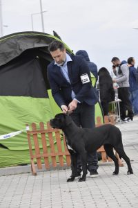 Cane Corso CACIB Opole