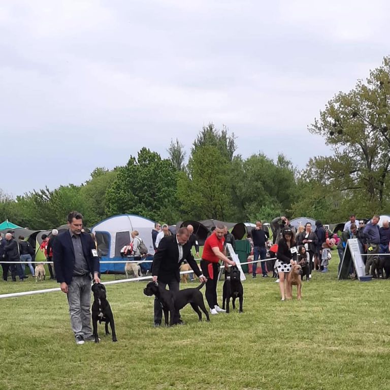 Read more about the article Cane Corso CACIB Łódź