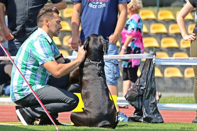 Read more about the article Cane Corso CACIB Konopiska