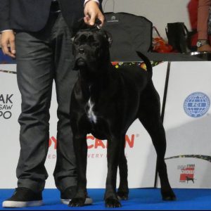 Cane Corso LUNA Diamante Dinastia