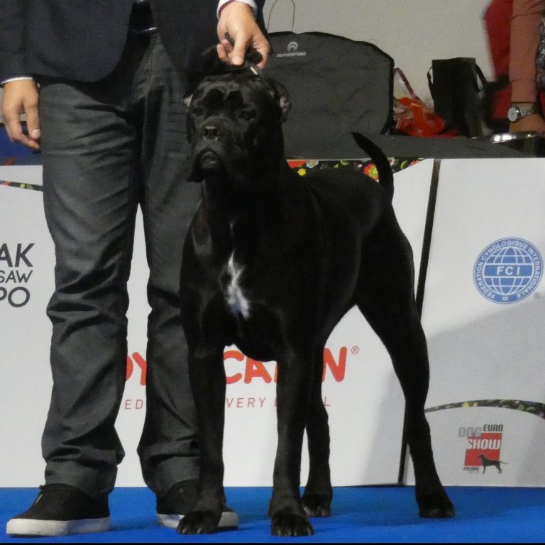 Read more about the article Cane Corso LUNA Diamante Dinastia