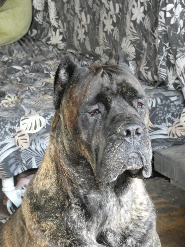 Read more about the article Cane Corso CASSINI Galaxia del Perro FCI