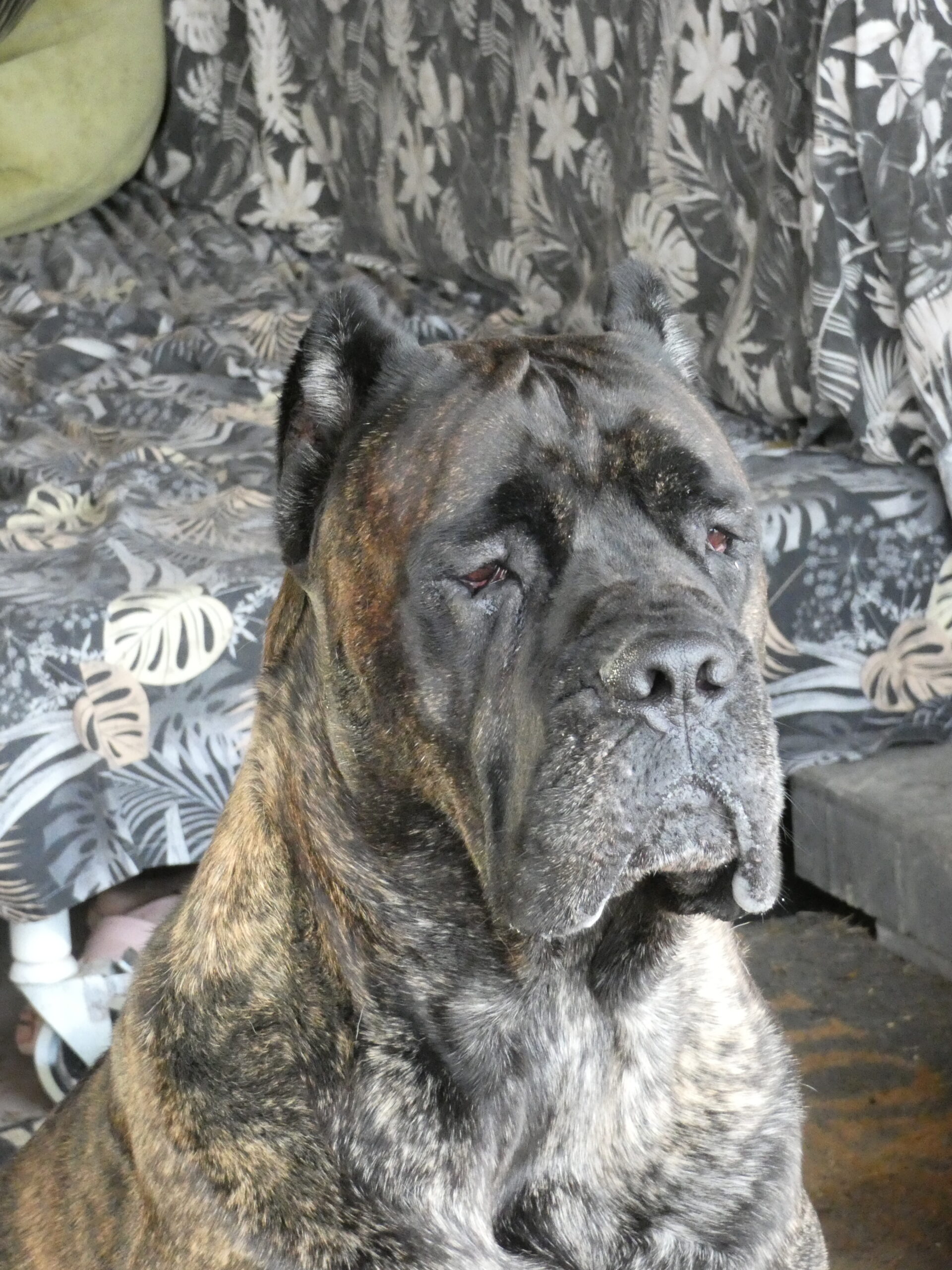 You are currently viewing Cane Corso CASSINI Galaxia del Perro FCI