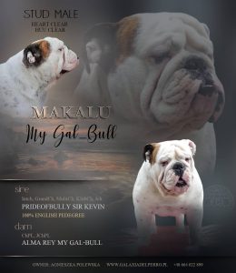 MAKALU My Gal-Bull