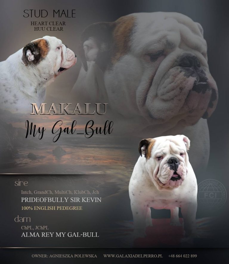 Read more about the article MAKALU My Gal-Bull