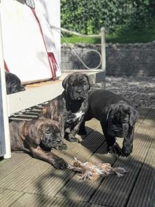 Cane Corso Hodowla Galaxia del Perro Bielsko-Biała