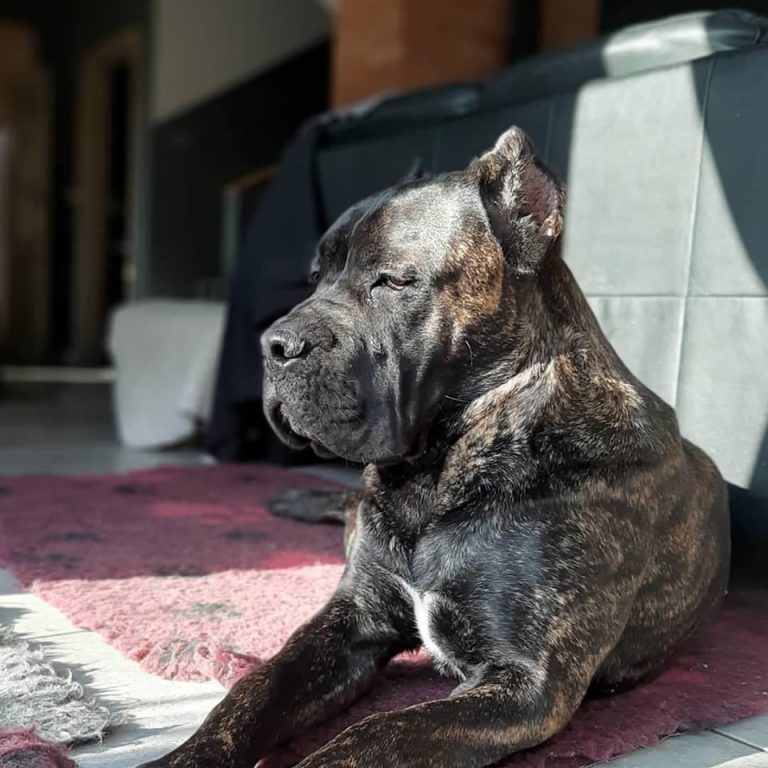 Read more about the article Cane Corso CASSINI