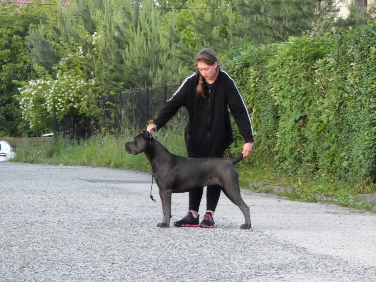 Read more about the article Torra Cane Corso