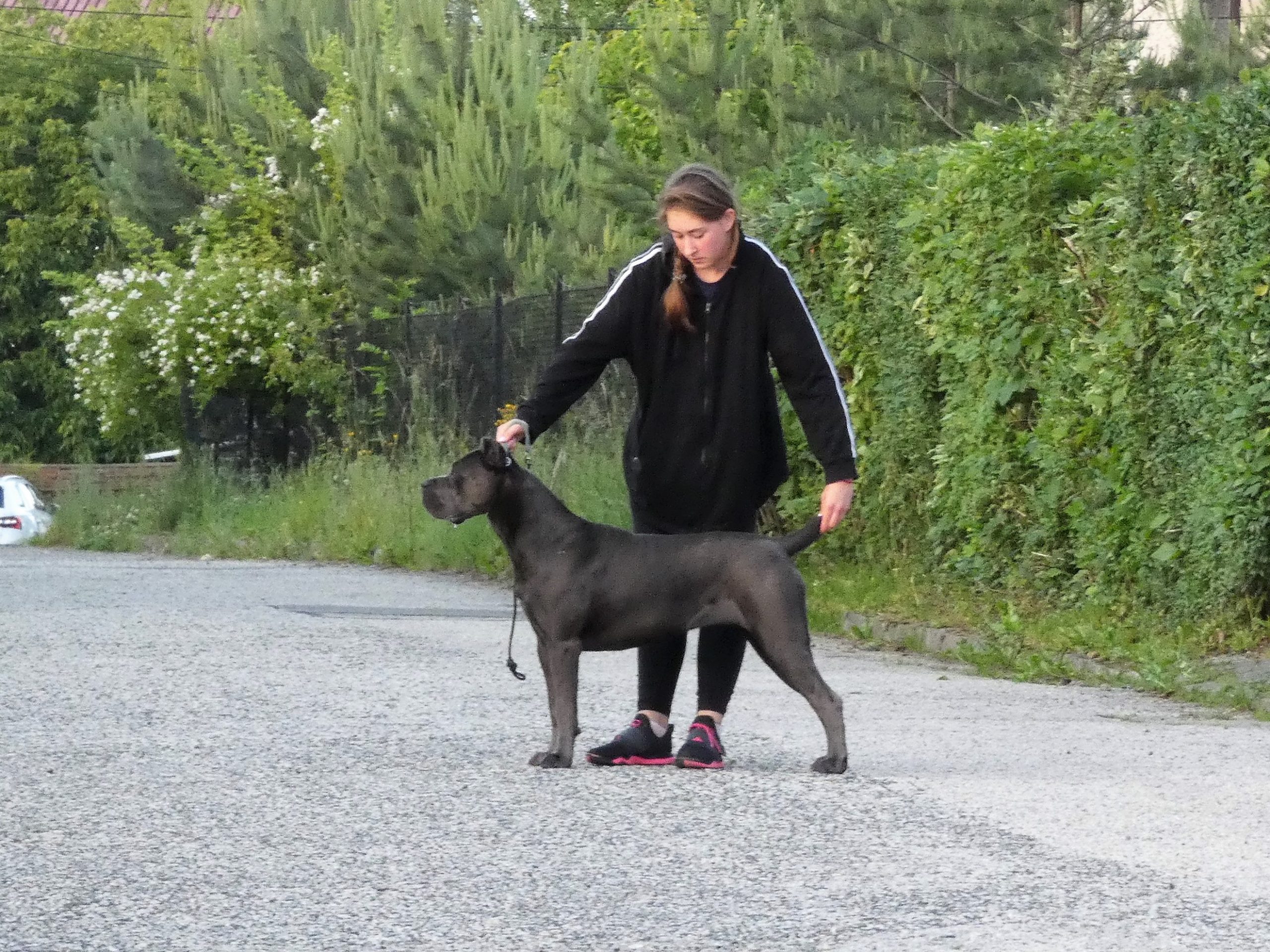 You are currently viewing Torra Cane Corso