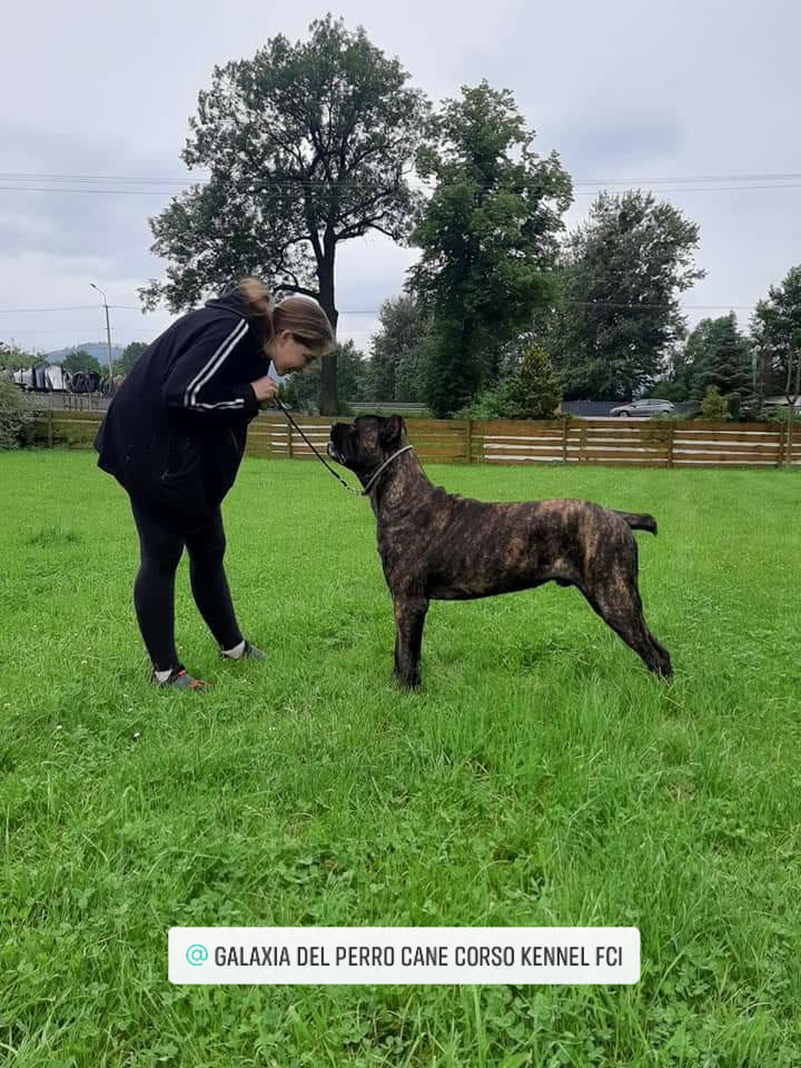 Read more about the article CASSINI Cane Corso