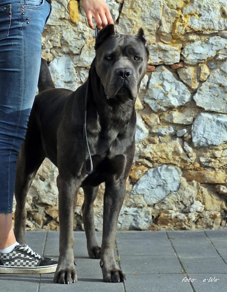 Read more about the article Cane Corso TORRA Iz Dinastii Chempionov