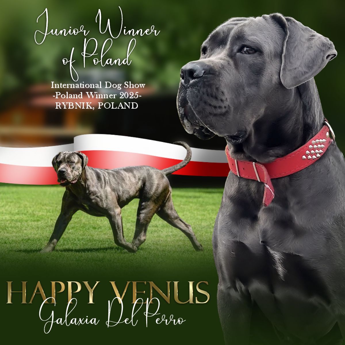 You are currently viewing VENUS – Młodzieżowy Zwycięzca Polski 2025