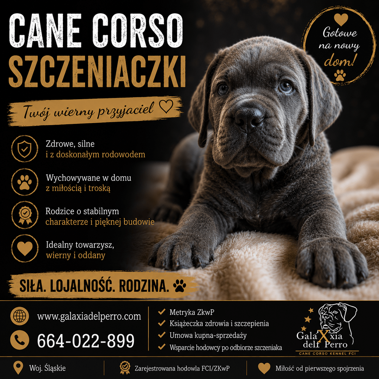 You are currently viewing Szczeniaczki Cane Corso