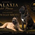 Szczeniaczki Cane Corso