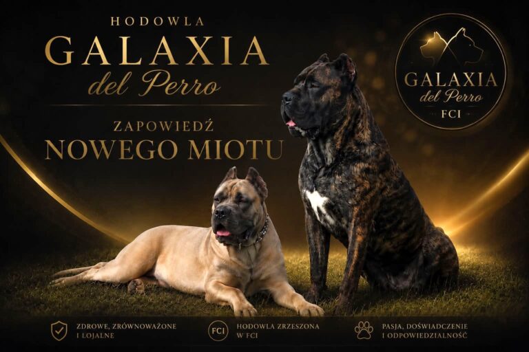 Szczeniaczki Cane Corso